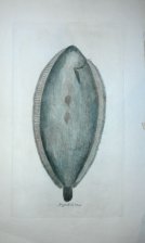 Lenguado de Vasa