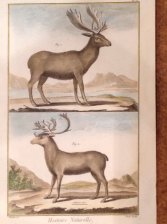 Histoire Naturelle - Le Elan - Le Renne
