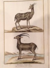 Histoire Naturelle. Le Bouquetin. Le Guib.