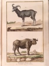 Histoire naturell. Le Buffle. Le Moufflon.