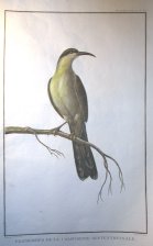 Promerops de la Californie septentrionale