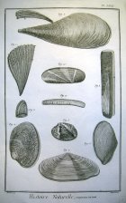 Histoire Naturelle, coquilles de Mer (conchas)