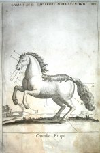 Cavallo Etiopo (Caballo etiope)