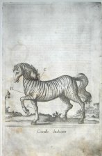 Cavallo Indiano (Caballo indiano)