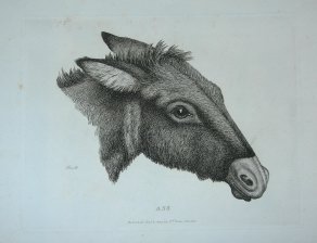Ass (Asno)