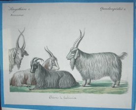 Saugethiere (Mamiferos)  Ruminans. Quadrupedes : Chevres de Cachemire (Cabras de Cachemira)