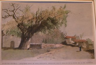 Pontevedra, antiquisimo roble de Santa Margarita, arrancado por el huracan...