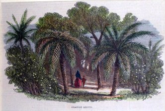 Orange Grove.