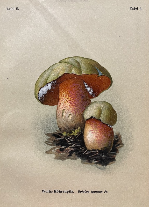 Die Giftpflanzen Deutschlands - Tafel 6. Wolfs-Röhrenpilz. Boletus lupinus Fr.
