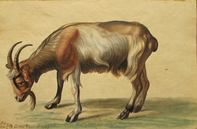 Cabra