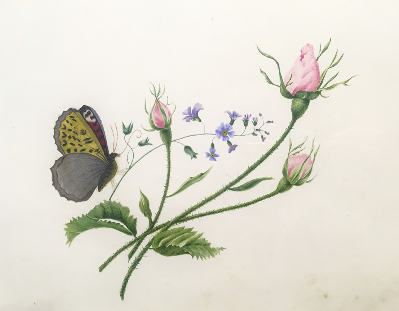 Flores y Mariposa