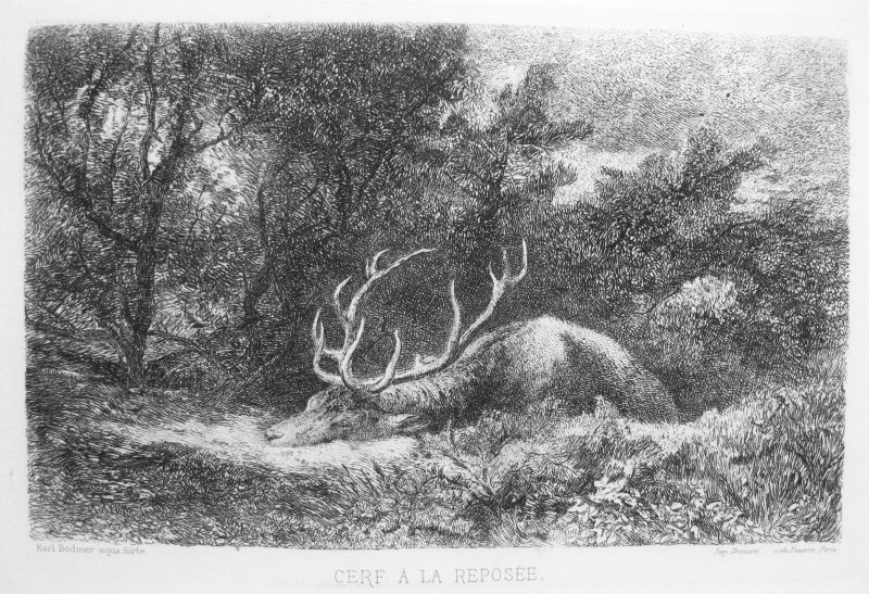 Cerf à la Reposée / Ciervo en Reposo