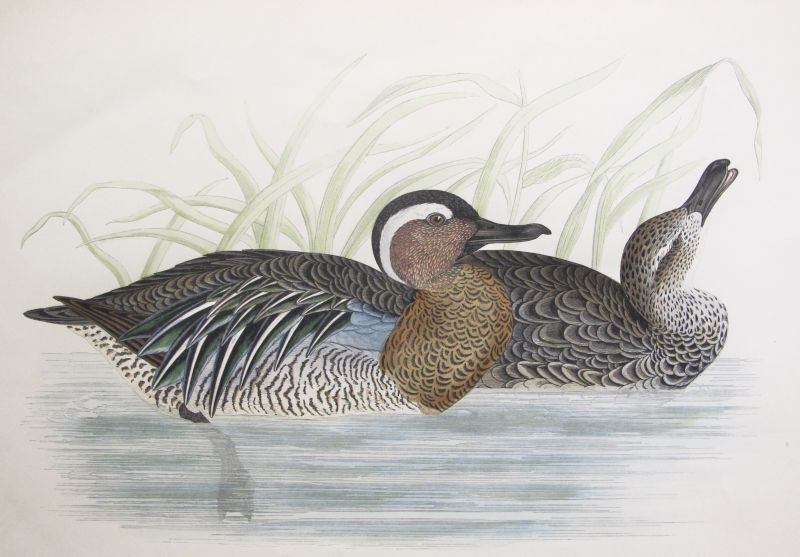 Garganey Teal / Garganey / Cerceta Carretona