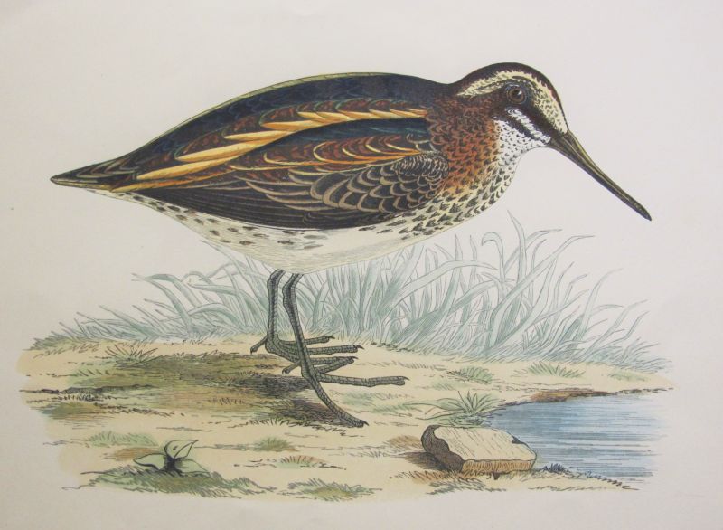 Jack Snipe / Agachadiza Chica