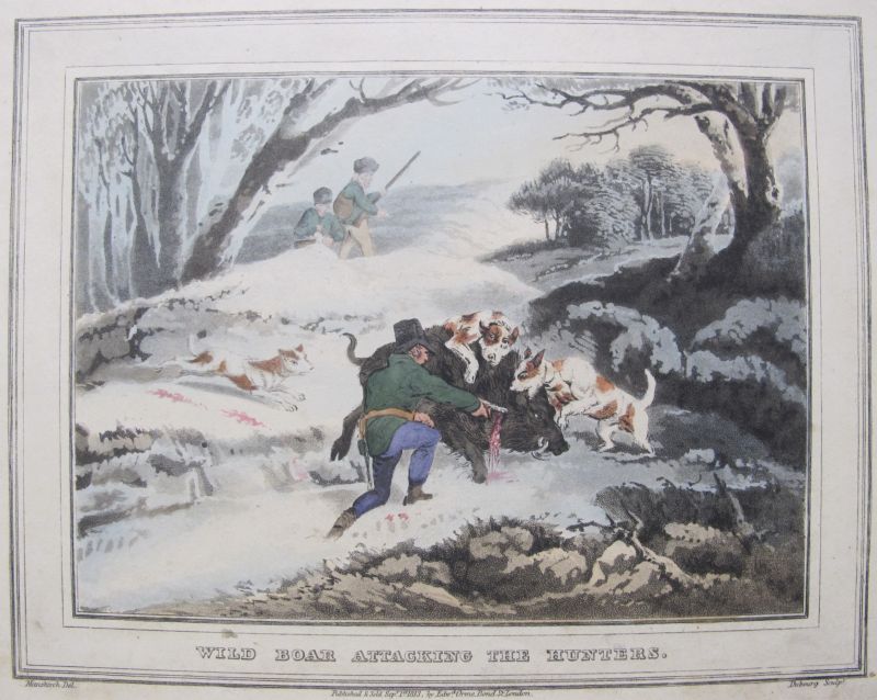 Wild Boar Attacking the Hunters / Jabalí Salvaje Atacando a los Cazadores
