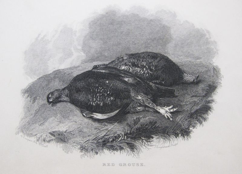 Red Grouse 2 / Urogallo Rojo 2