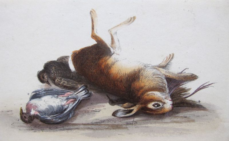Conejo y Pájaros