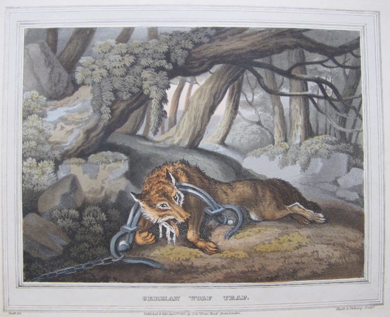 German Wolf Trap / Trampa para el Lobo Alemán