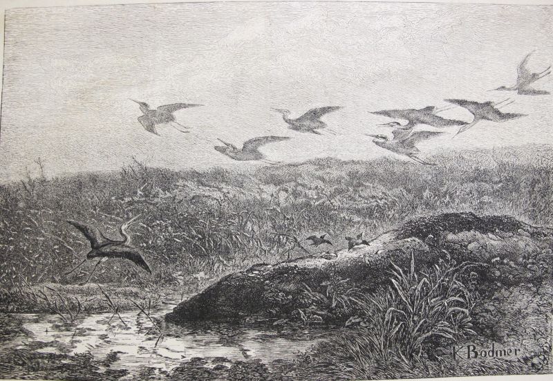 Les Hérons / Las Garzas
