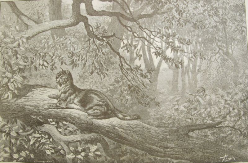 Caza del Gato Montés
