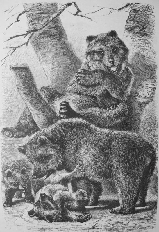 Una Familia Grotesca (Familia de Osos)