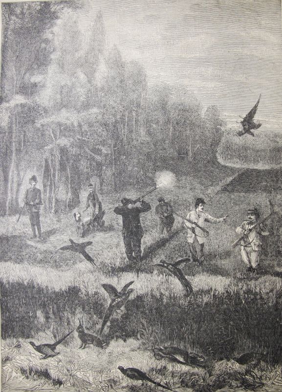 Las Batidas de Ojeo (Caza del Faisán)