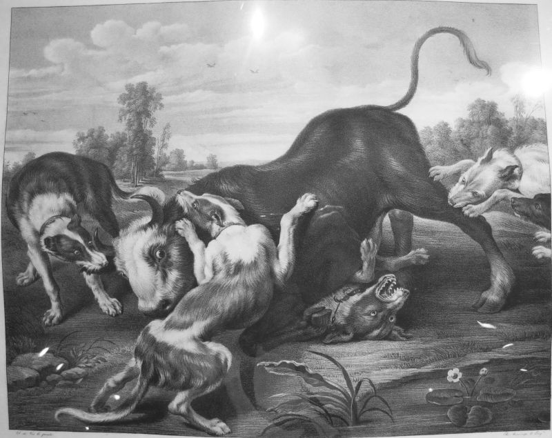 Cacería del Toro / Toro rendido por Perros