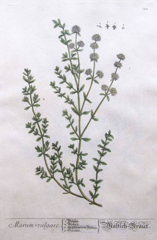 Marum Vulgare