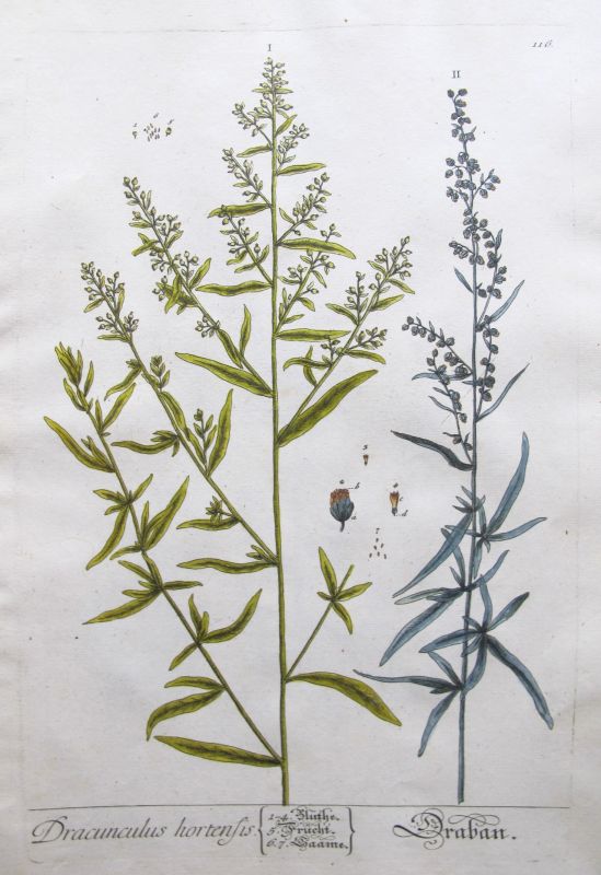 Dracunculus Hortensis