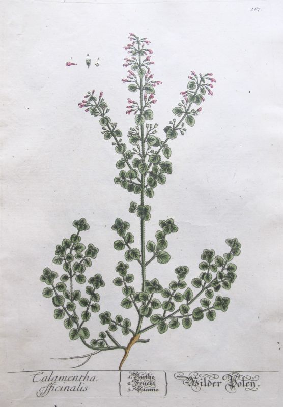 Calamentha Officinalis