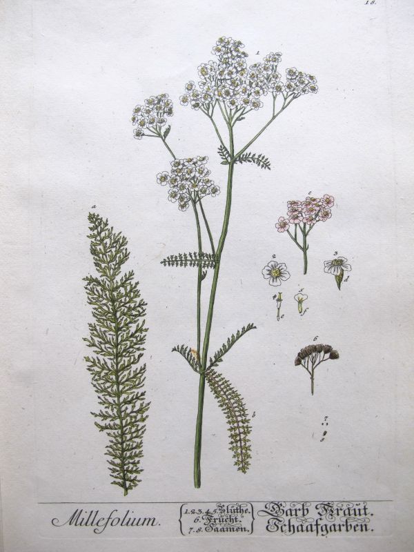 Millefolium