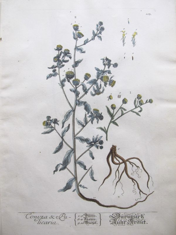 Conyza & Pulicaria
