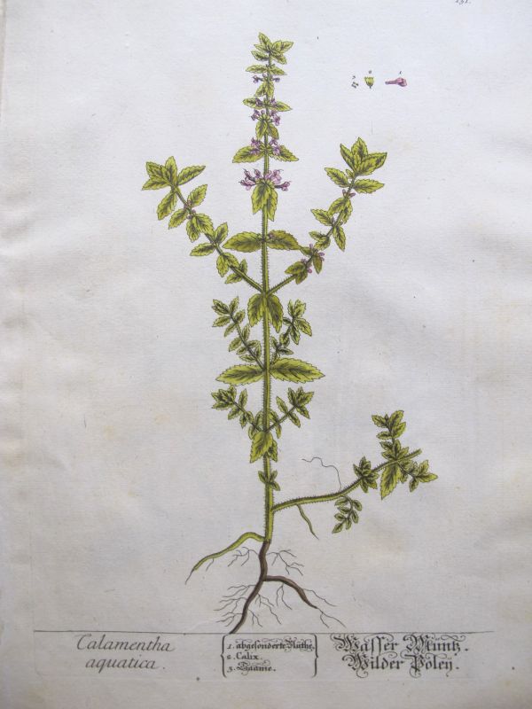 Calamentha Aquatica