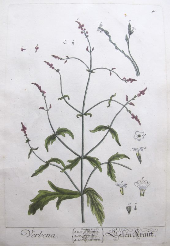 Verbena
