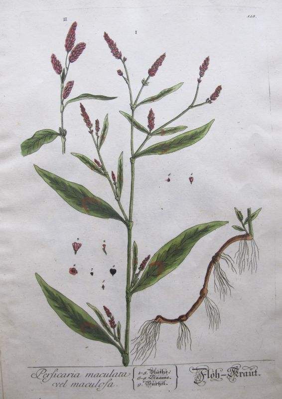 Persicaria Maculata vel Maculosa
