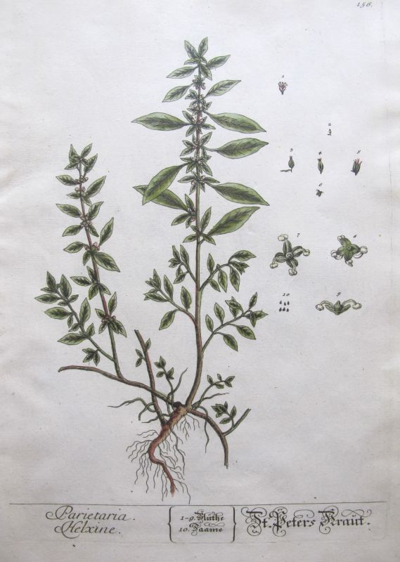 Parietaria, Helxine