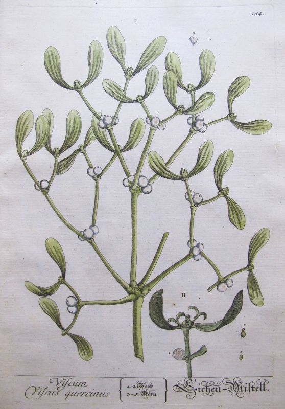 Viscum Viscus Quercinus