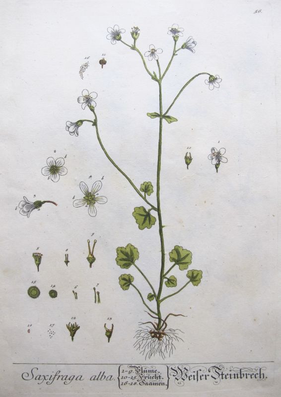Saxifraga Alba