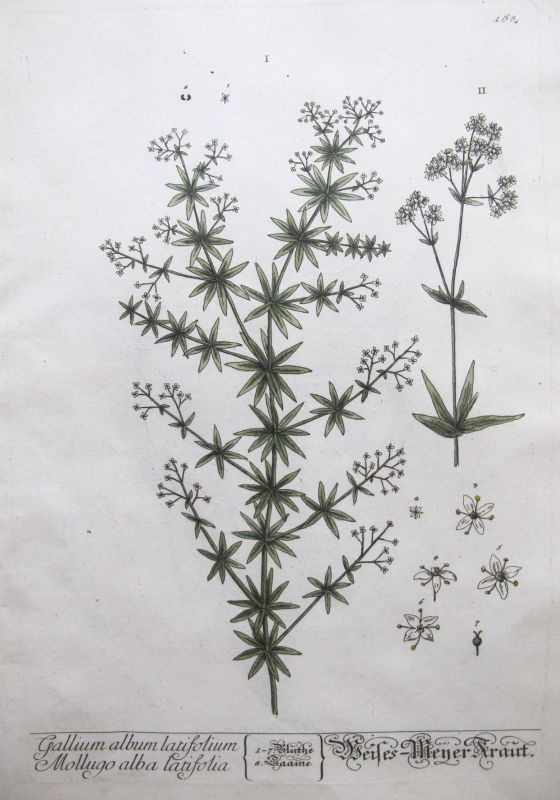 Gallium album latifolium Mollugo alba latifolia