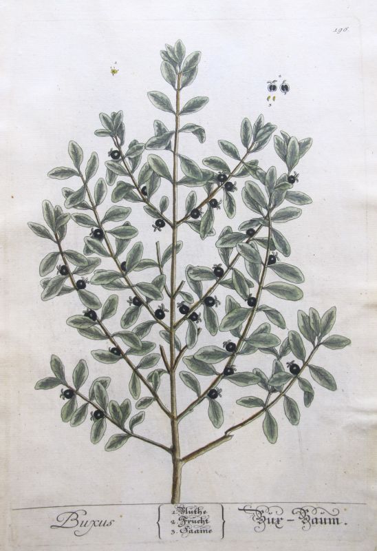 Buxus
