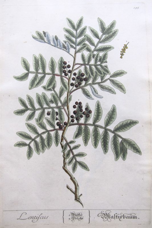 Lentiscus