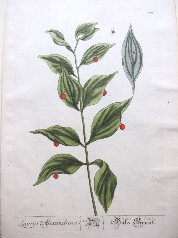 Laurus Alexandrina