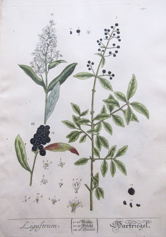Ligustrum