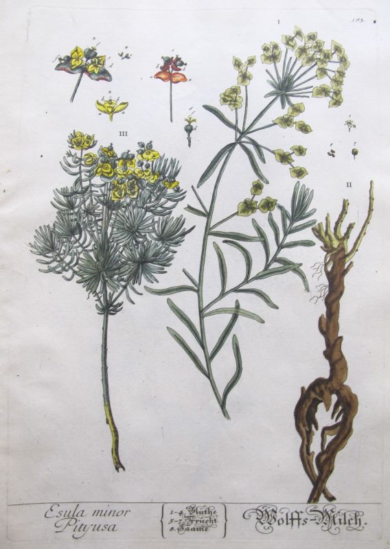 Esula minor Pityusa