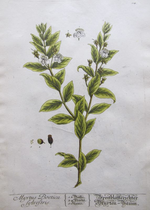 Myrtus Boetica Sylvestris