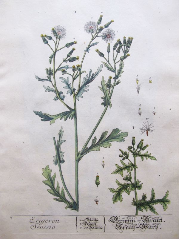 Erigeron Senecio