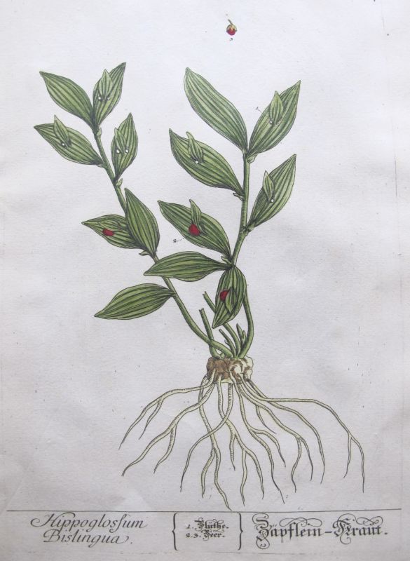 Hippoglossum Bislingua