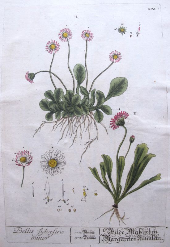 Bellis Sylvestris minor