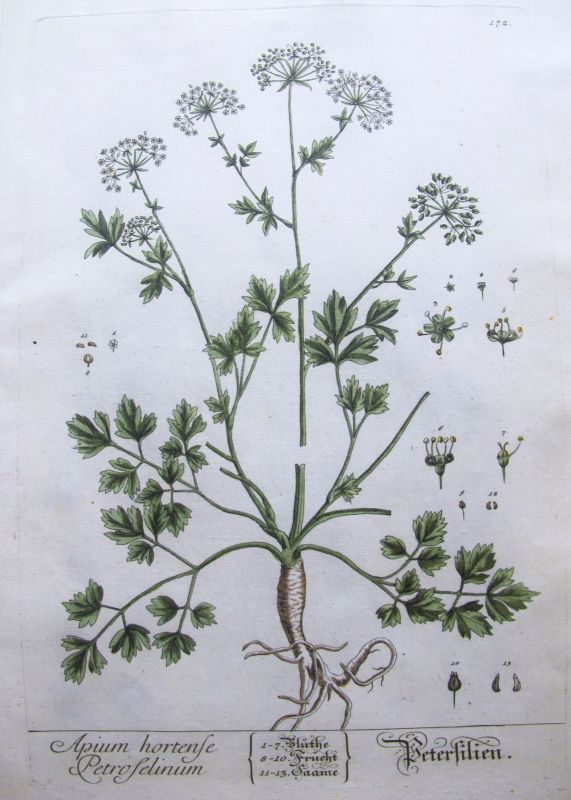 Apium hortense Petroselinum