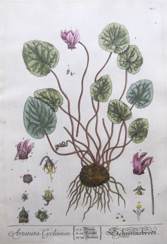Artanita Cyclamen